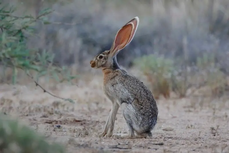 Wild Rabbits in Texas