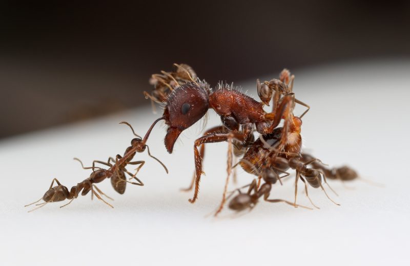 bugs in California