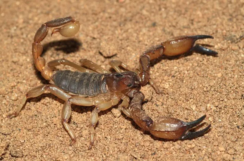 Scorpions in California