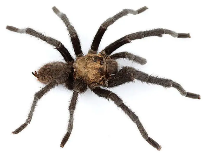 Types of Tarantulas in Arizona