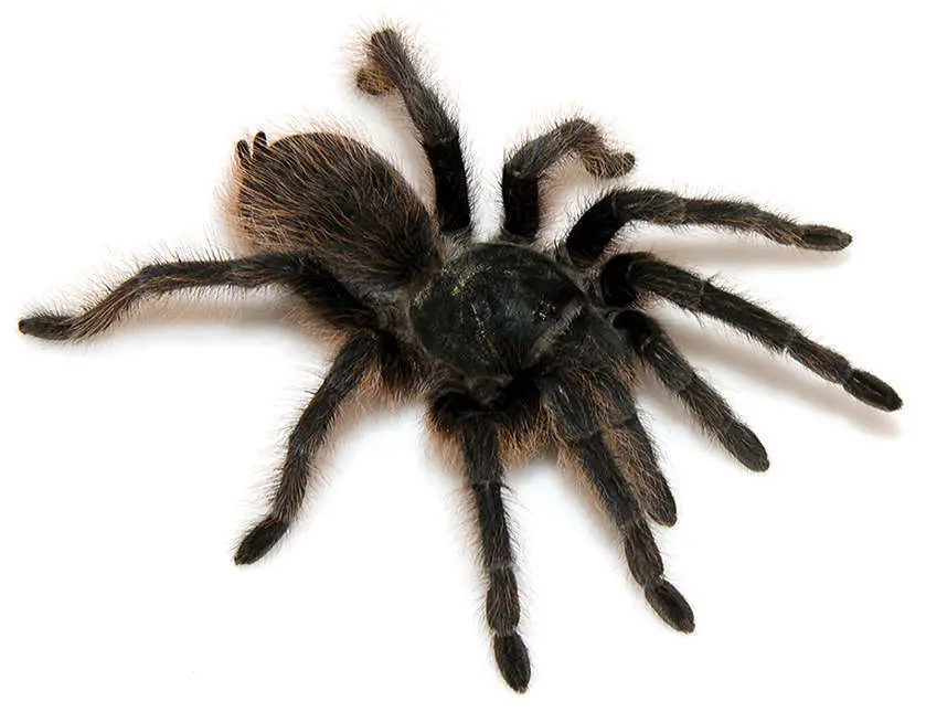 Types of Tarantulas in Arizona