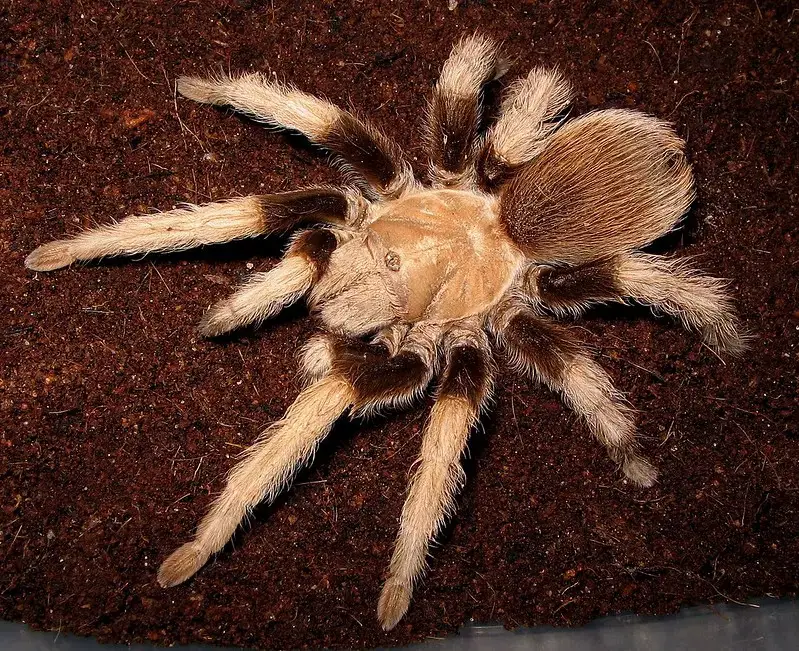 Types of Tarantulas in Arizona