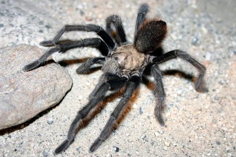 Types of Tarantulas in Arizona
