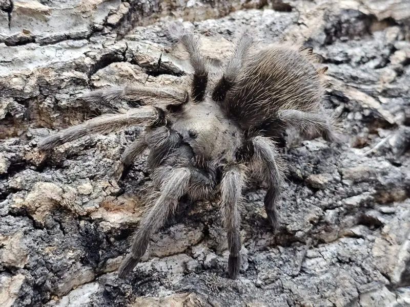 Types of Tarantulas in Arizona