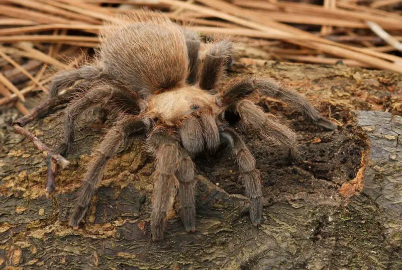 Types of Tarantulas in Arizona