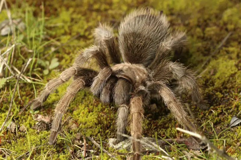 Types of Tarantulas in Arizona