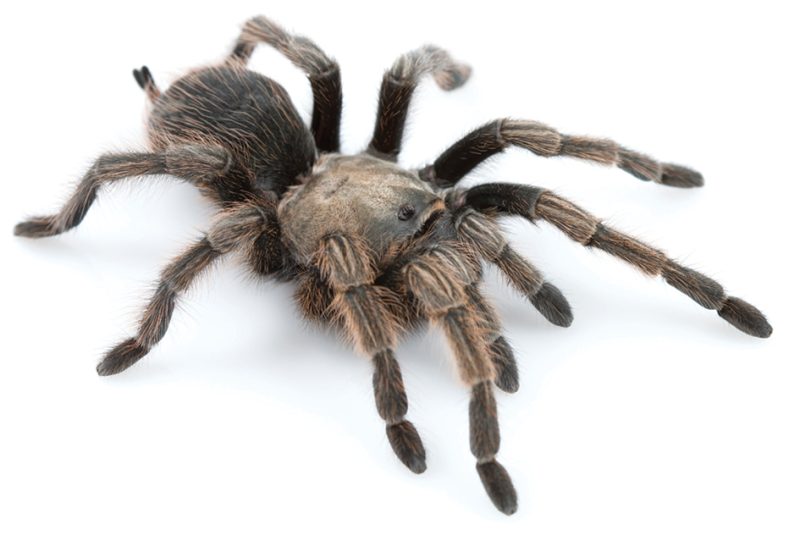 Types of Tarantulas in Arizona