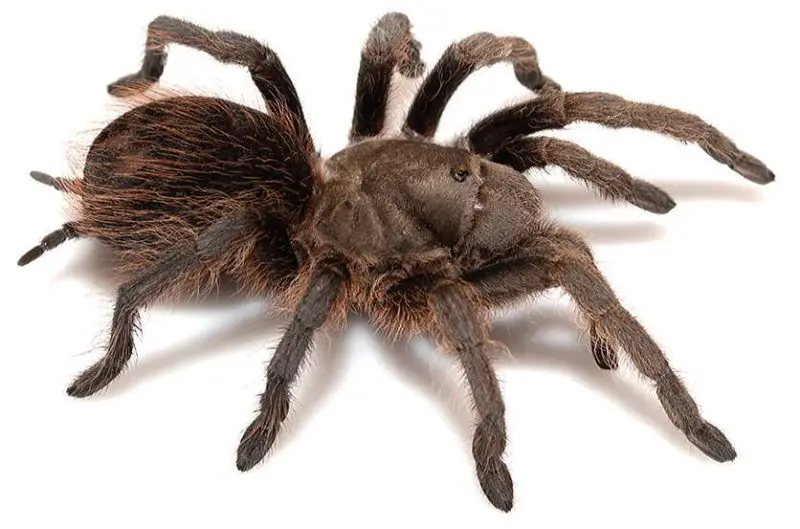 Types of Tarantulas in Arizona