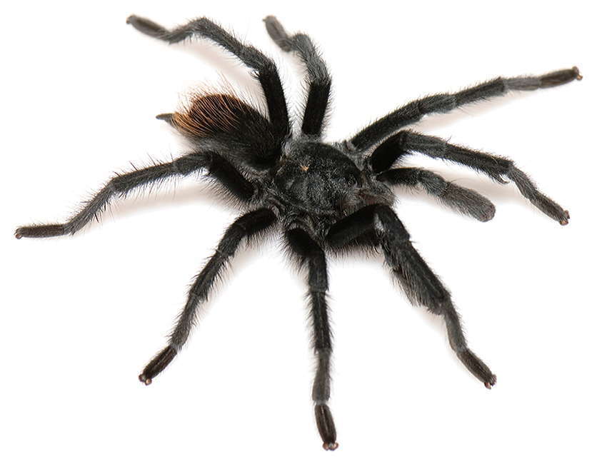Types of Tarantulas in Arizona