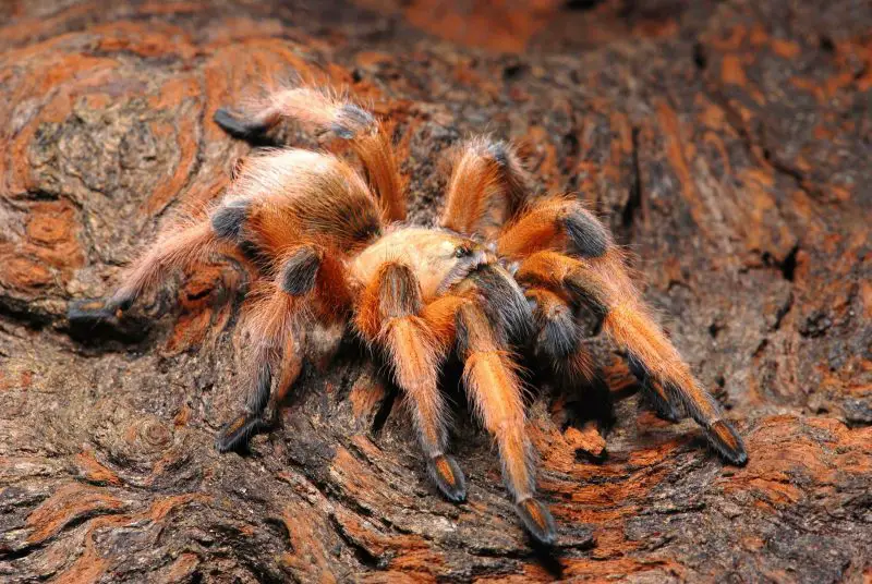Types of Tarantulas in Arizona