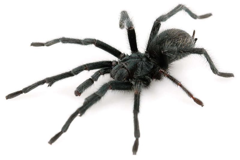 Types of Tarantulas in Arizona