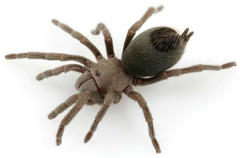 Types of Tarantulas in Arizona