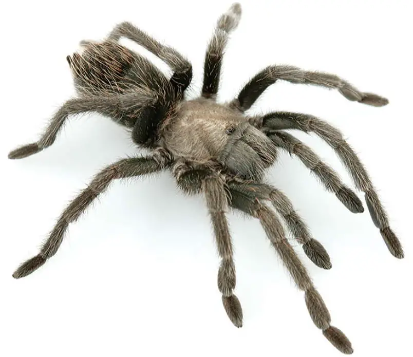 Types of Tarantulas in Arizona