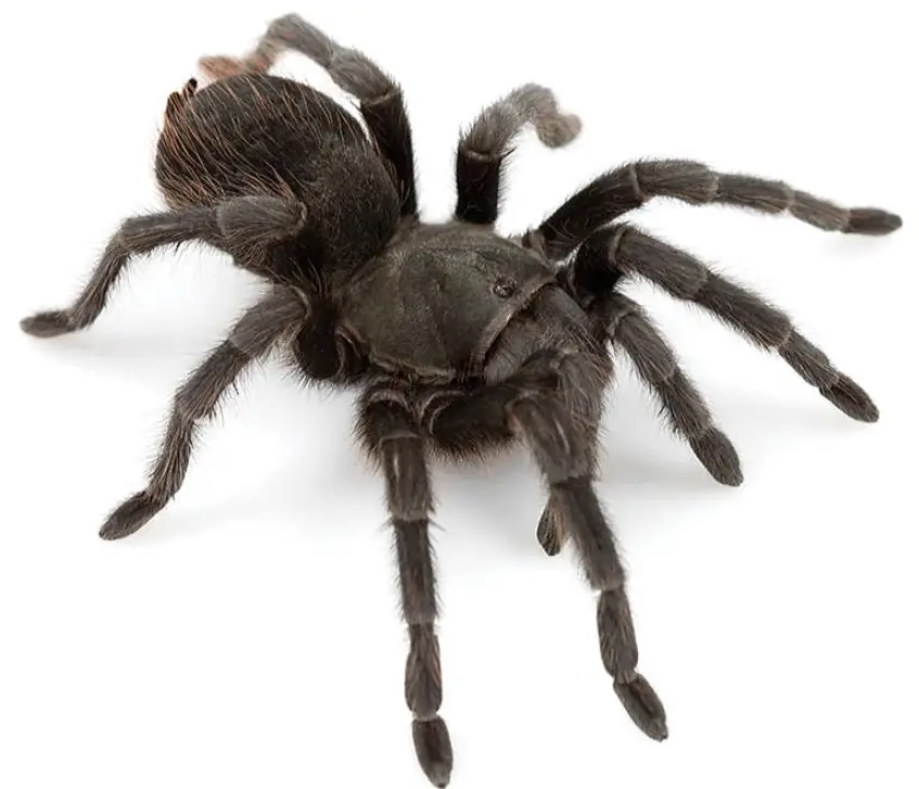 Types of Tarantulas in Arizona