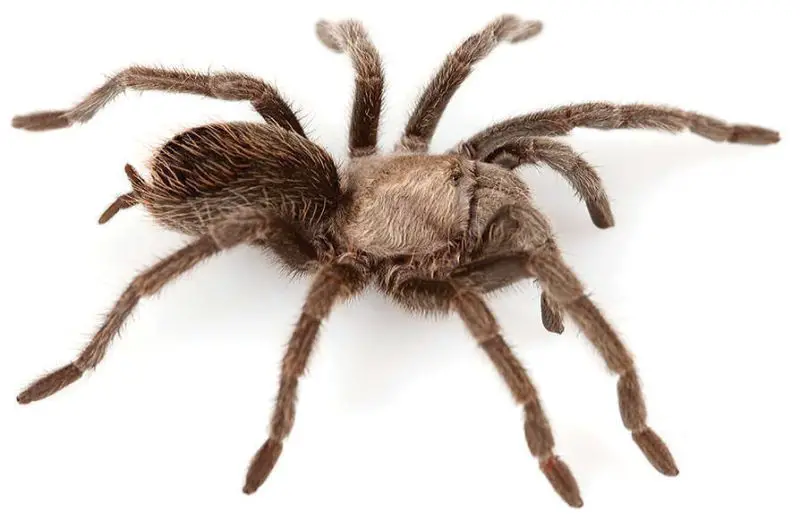 Types of Tarantulas in Arizona