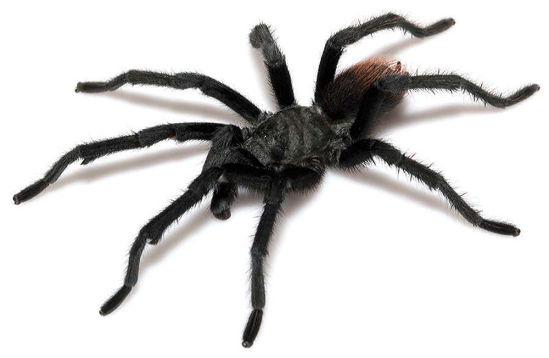 Types of Tarantulas in Arizona