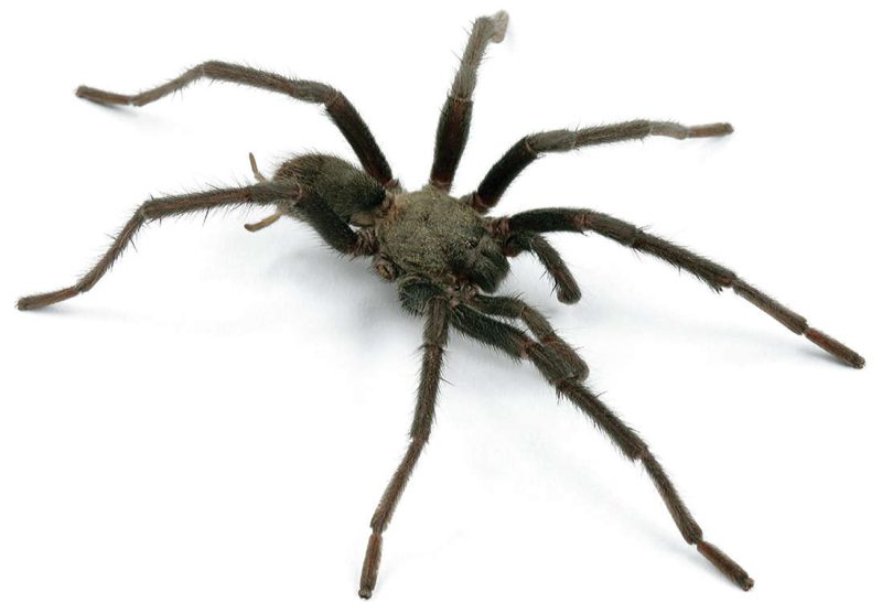 Types of Tarantulas in Arizona