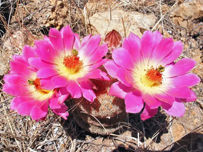 Types of Cactus in New Mexico