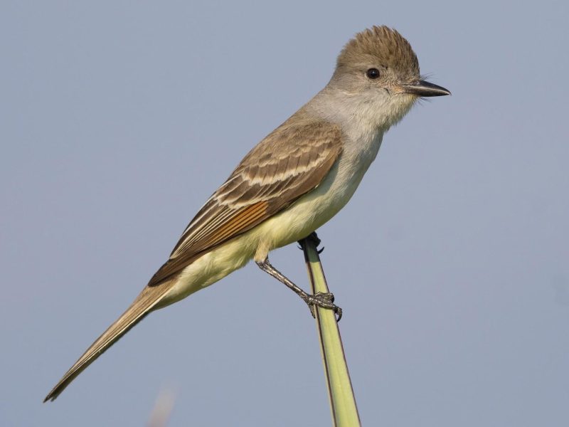 Birds in Utah