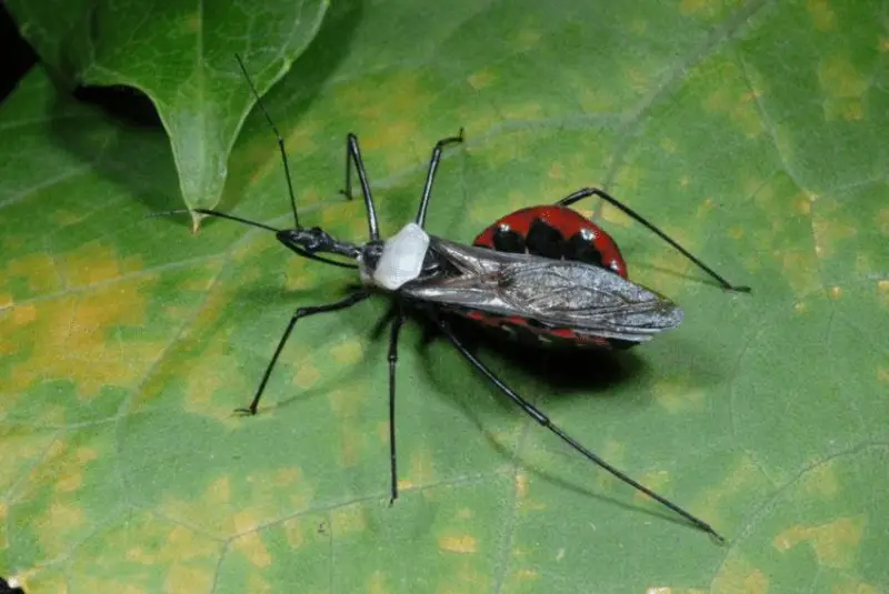 bugs in California