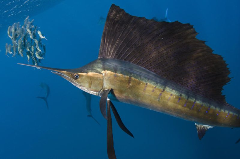 Types of Fish in Florida