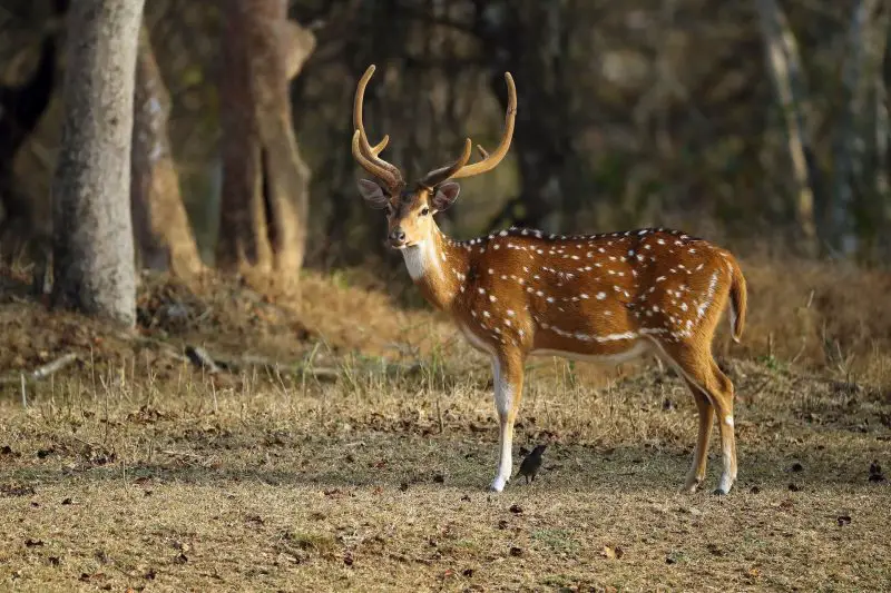 Types of Deer in Texas