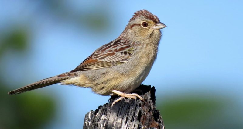 Sparrows in Florida