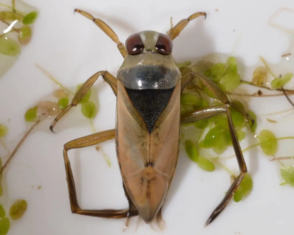 bugs in California