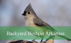 30 Backyard Birds in Arkansas (With Pictures and Identification)