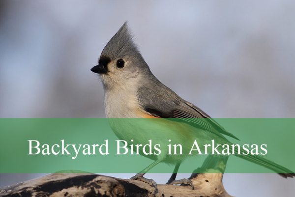 Backyard Birds in Arkansas