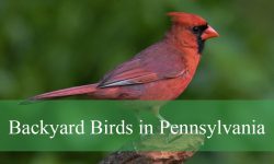 14 Backyard Birds in Pennsylvania (Pictures and Identification)