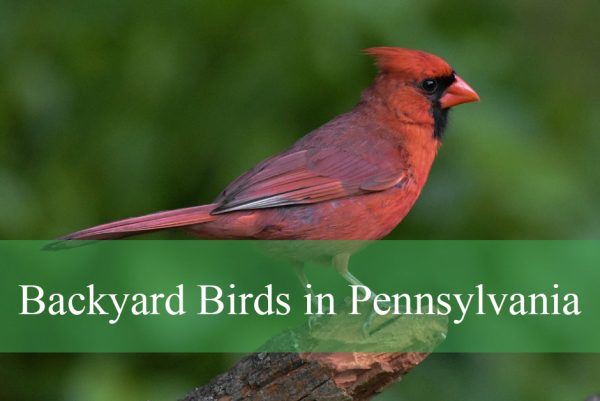 Backyard Birds in Pennsylvania
