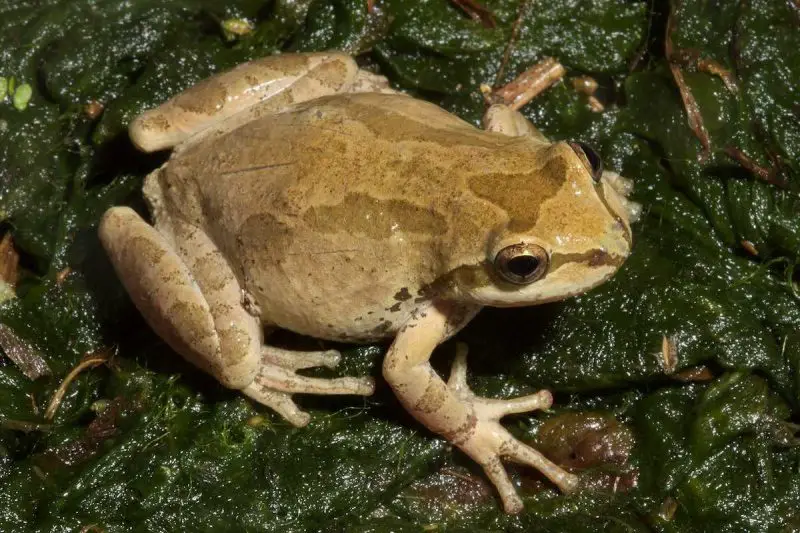 Frogs in California