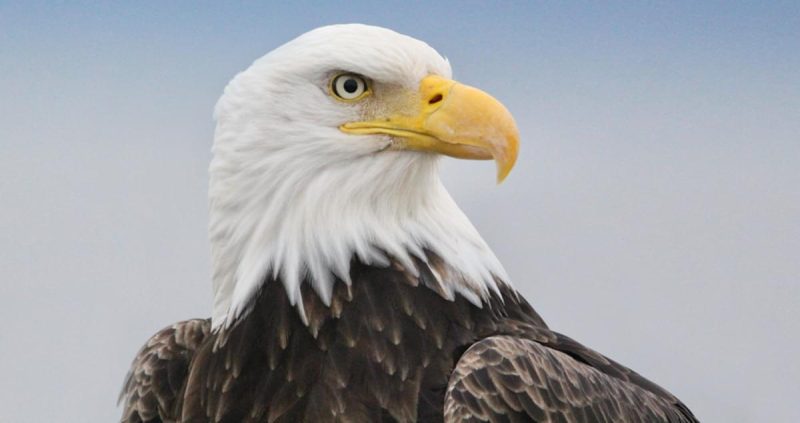 Eagles in California