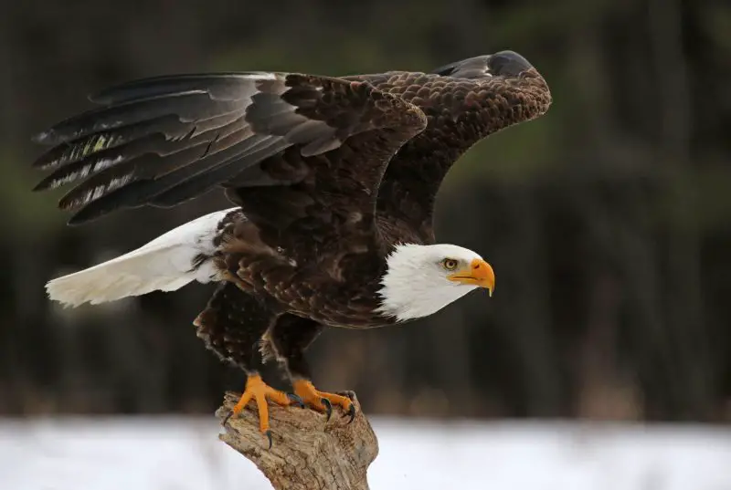 Eagles in Louisiana