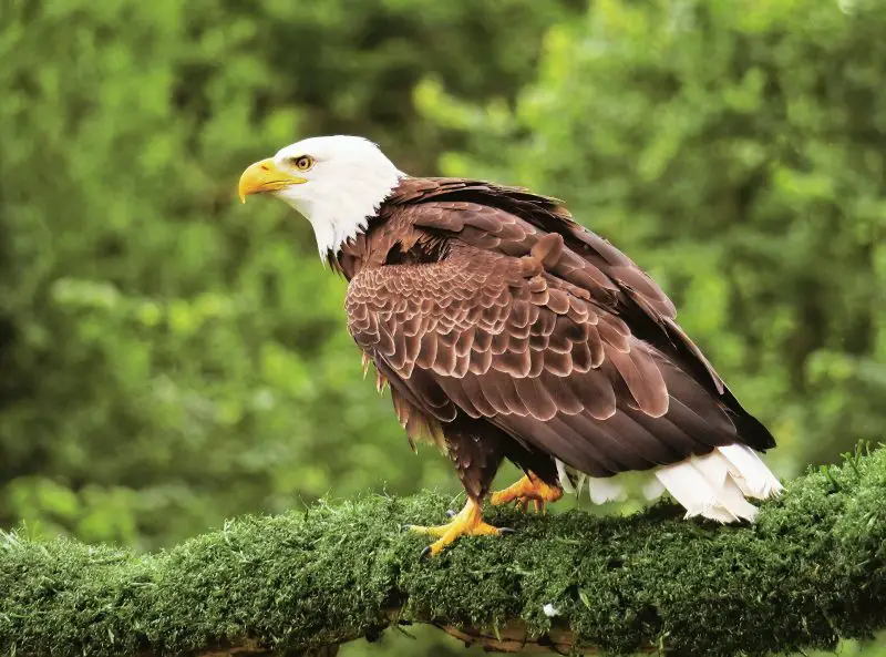 Eagles in Utah