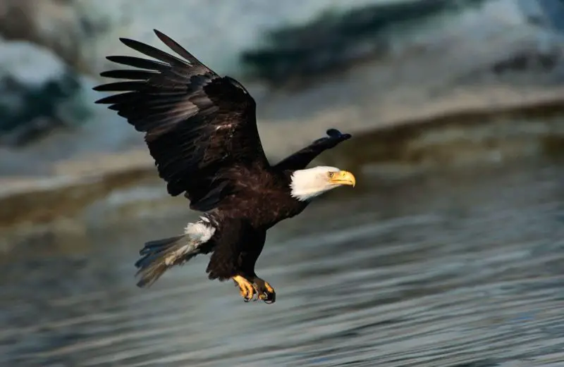 Eagles in Florida
