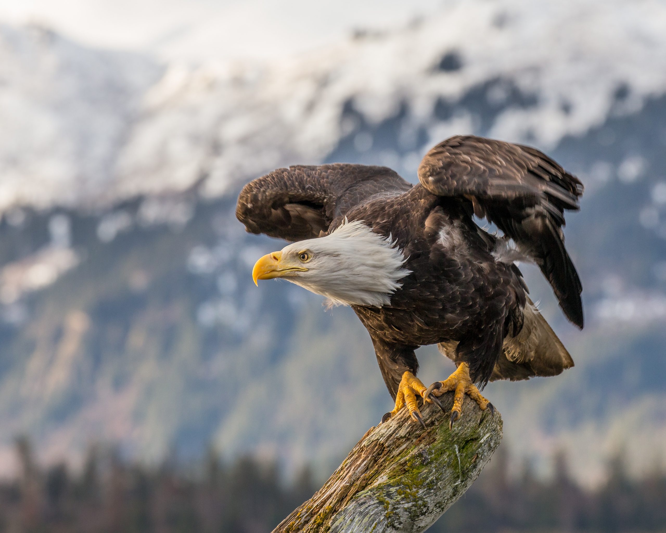 types of eagles found in Georgia