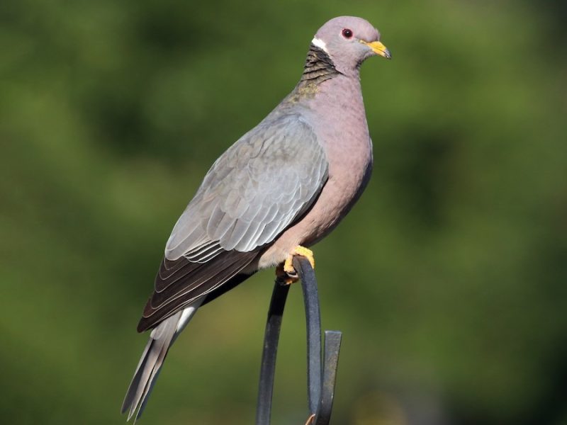 Types of Doves in Texas