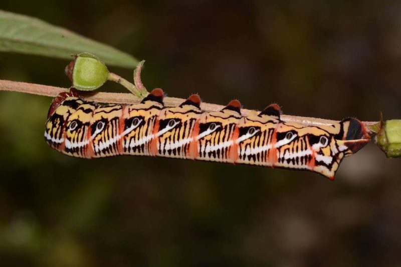 Types of Caterpillars in Texas