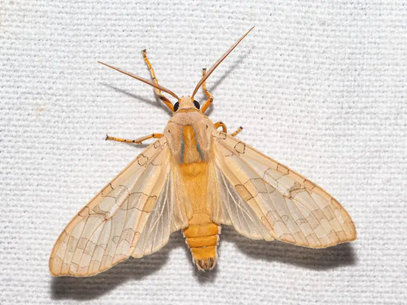Moths in North Carolina