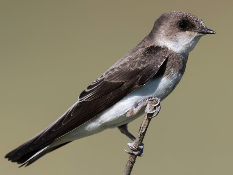 Small Birds in Mississippi