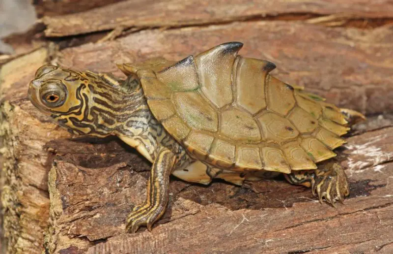 Types of Turtles in Florida
