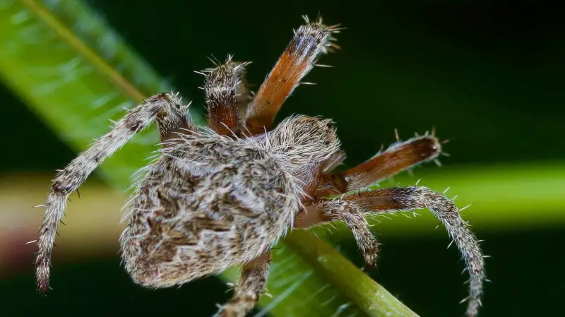 Types of Spiders in Montana