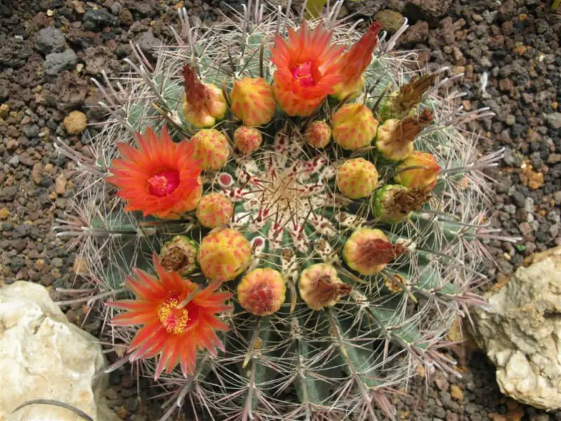 Types of Cactus in New Mexico