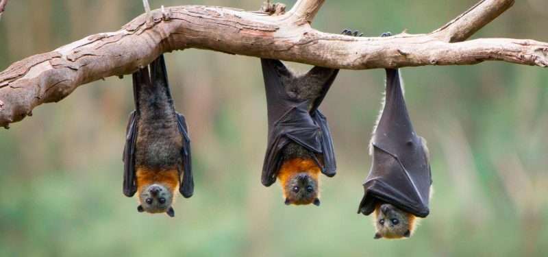 Most Dangerous Animals in Florida