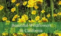 20 Most Popular and Beautiful Wildflowers in California (w/Pictures)