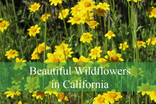 Beautiful Wildflowers in California