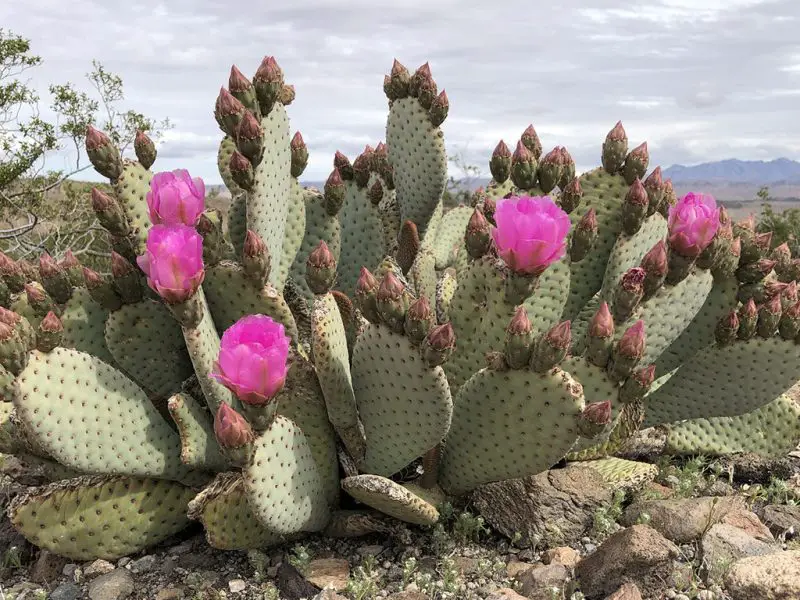 Types of Cactus in New Mexico