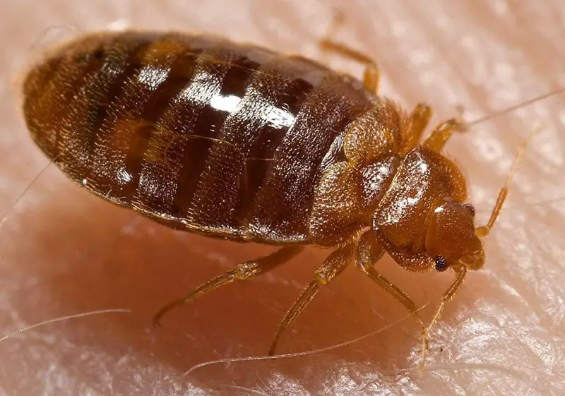 bugs in California